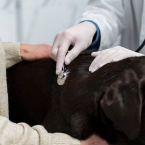 Patologia Cardiorrespiratória dos Animais Domésticos com Habilitação em Docência no Ensino Superior