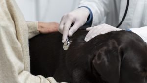 Patologia Cardiorrespiratória dos Animais Domésticos com Habilitação em Docência no Ensino Superior